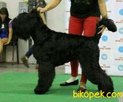 Fci Şecereli Black Russian Terrier 2