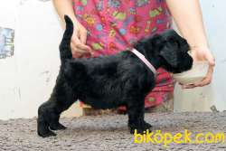 Fci Şecereli Black Russian Terrier 2