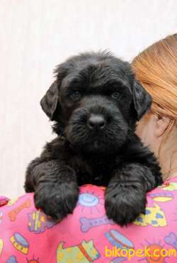 Fci Şecereli Black Russian Terrier 3