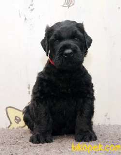 Fci Şecereli Black Russian Terrier 1