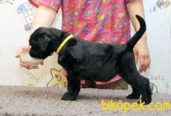 Fci Şecereli Black Russian Terrier 5