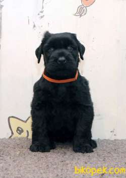 Fci Şecereli Black Russian Terrier 4
