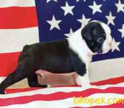 Fci Şecereli Boston Terrier 5