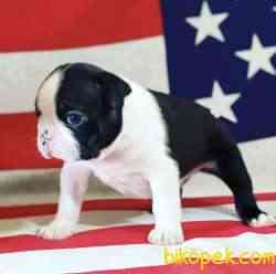 Fci Şecereli Boston Terrier 1