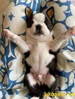 Fci Şecereli Boston Terrier 3