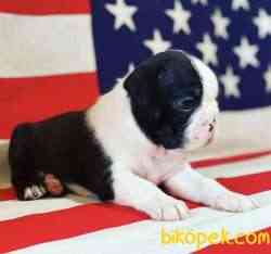 Fci Şecereli Boston Terrier 4
