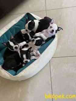 Fci Şecereli Boston Terrier 2
