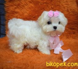 Fci Secereli Kore Kanı Terrier Kızımız Molly 2