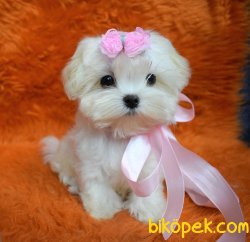Fci Secereli Kore Kanı Terrier Kızımız Molly 3