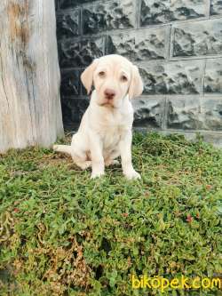 Fci Şecereli Labrador Retriever 4