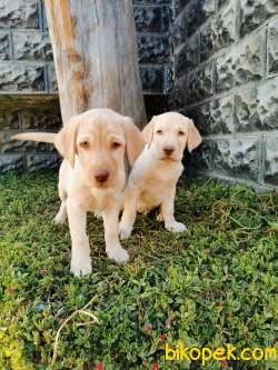 Fci Şecereli Labrador Retriever 2