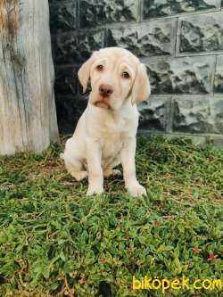 Fci Şecereli Labrador Retriever 5