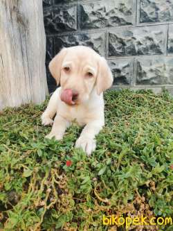 Fci Şecereli Labrador Retriever 3