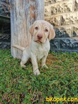 Fci Şecereli Labrador Retriever 1