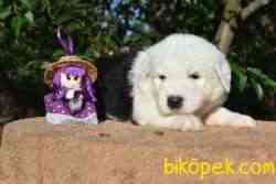 Fci Şecereli Old English Sheepdog (Bobtail) 4