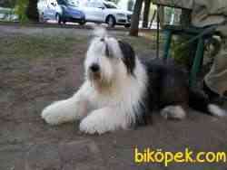 Fci Şecereli Old English Sheepdog (Bobtail) 2