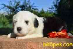 Fci Şecereli Old English Sheepdog (Bobtail) 3