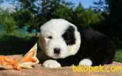 Fci Şecereli Old English Sheepdog (Bobtail) 5