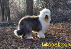 Fci Şecereli Old English Sheepdog (Bobtail) 1