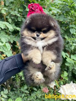 Fci Secereli Orjinal Teddy Bear Pomeranian 1
