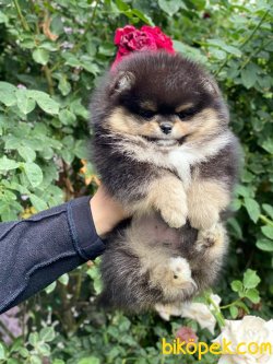 Fci Secereli Orjinal Teddy Bear Pomeranian 2