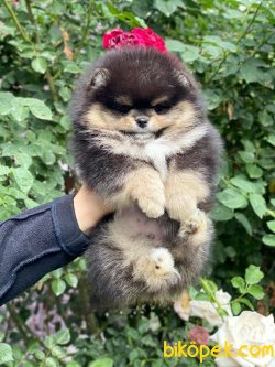 Fci Secereli Orjinal Teddy Bear Pomeranian 3