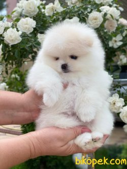 Fci Secereli Pomeranian Boo Teddy Bear 4