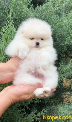 Fci Secereli Pomeranian Boo Teddy Bear 2