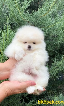 Fci Secereli Pomeranian Boo Teddy Bear 3