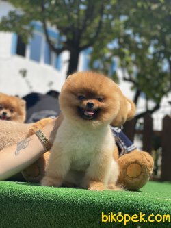 Fci Secereli Pomeranian Boo Bruno 2