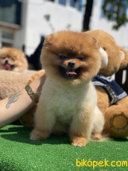 Fci Secereli Pomeranian Boo Bruno 5