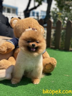 Fci Secereli Pomeranian Boo Bruno 1