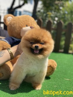 Fci Secereli Pomeranian Boo Bruno 4