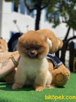 Fci Secereli Pomeranian Boo Bruno 3