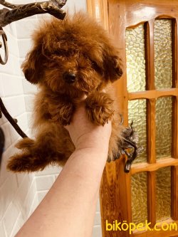 Fci Secereli Tea Cup Red  Poodle 3