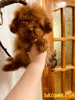 Fci Secereli Tea Cup Red  Poodle 4
