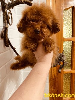 Fci Secereli Tea Cup Red  Poodle 2