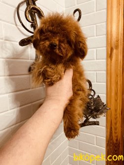 Fci Secereli Tea Cup Red  Poodle 1