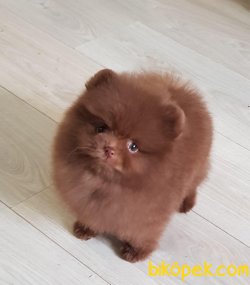 Fci Secereli Teddy Bear Pomeranian 0 Garantili 3