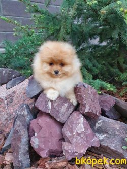 Fci Secereli Teddy Bear Pomeranian 3