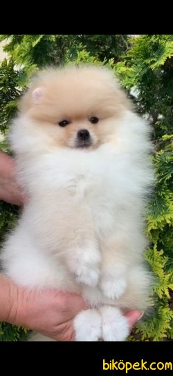 Fci Secereli Teddy Bear Pomeranian 1