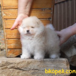 Fci Secereli Teddy Bear Pomeranian Ayı Surat Yavrular 4