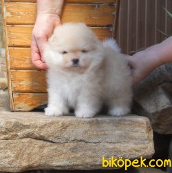 Fci Secereli Teddy Bear Pomeranian Ayı Surat Yavrular 3