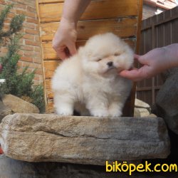 Fci Secereli Teddy Bear Pomeranian Ayı Surat Yavrular 2
