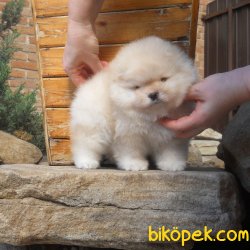 Fci Secereli Teddy Bear Pomeranian Ayı Surat Yavrular 1