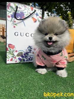Fci Secereli Teddy Bear Pomeranian Boo 3