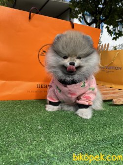 Fci Secereli Teddy Bear Pomeranian Boo 4