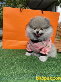 Fci Secereli Teddy Bear Pomeranian Boo 1