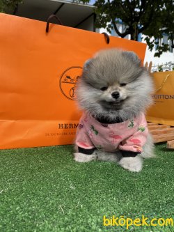 Fci Secereli Teddy Bear Pomeranian Boo 2