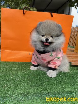 Fci Secereli Teddy Bear Pomeranian Boo 3